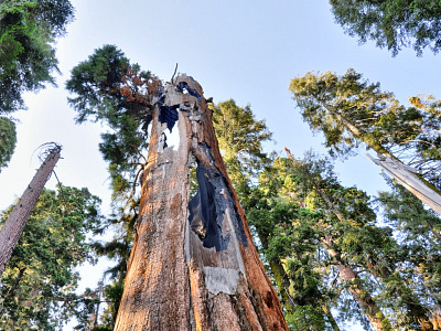 A burned-out Sequoia 