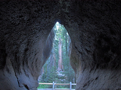 A Fallen Burned Sequoia